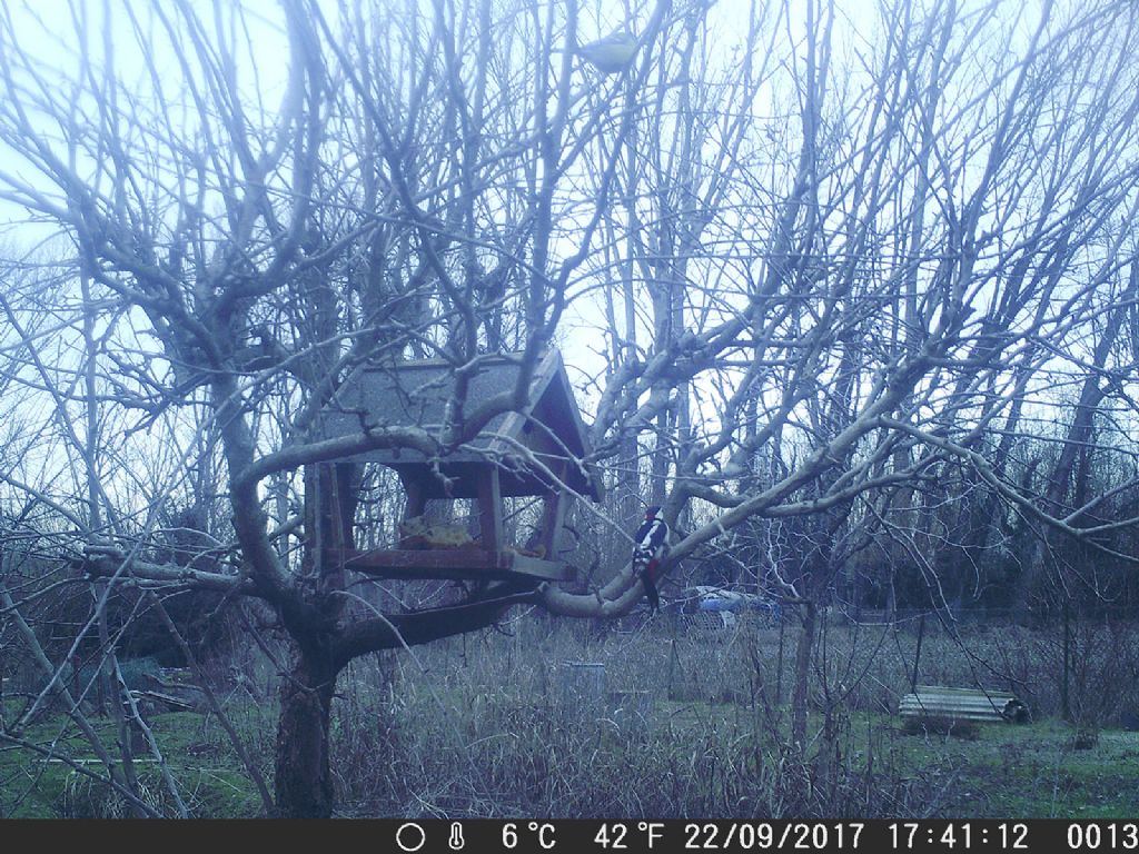 Picchio rosso maggiore (Dendrocopos major) - fototrappola